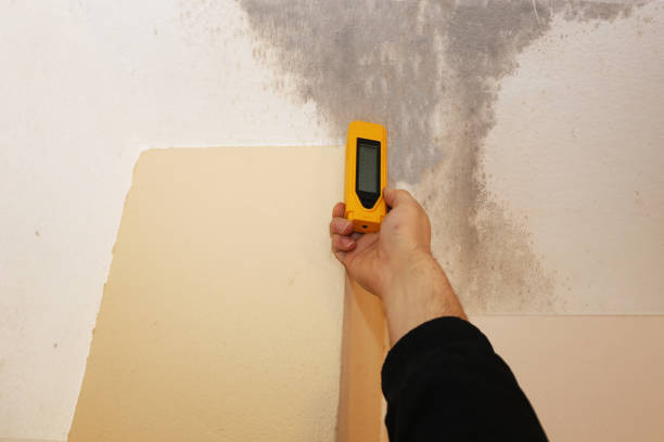 Best Real Estate Mold Inspection  in Mount Hermon, CA