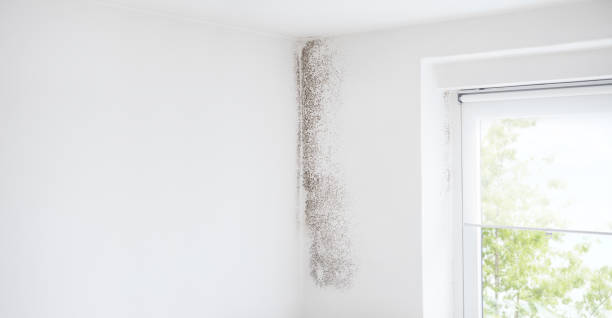 Best Forensic Mold Investigation  in Mount Hermon, CA
