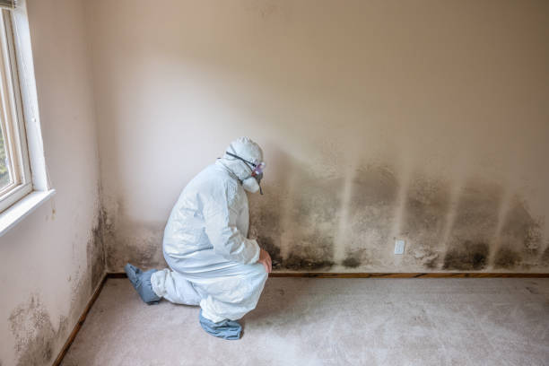 Best Black Mold Removal  in Mount Hermon, CA