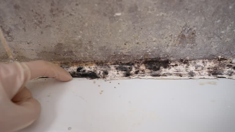 Best Mold Documentation for Insurance Claims  in Mount Hermon, CA
